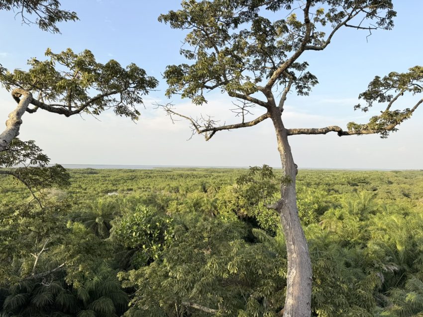 point saint georges vistes arbre