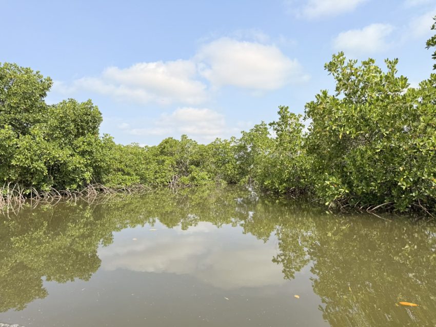 tionk essil menglars