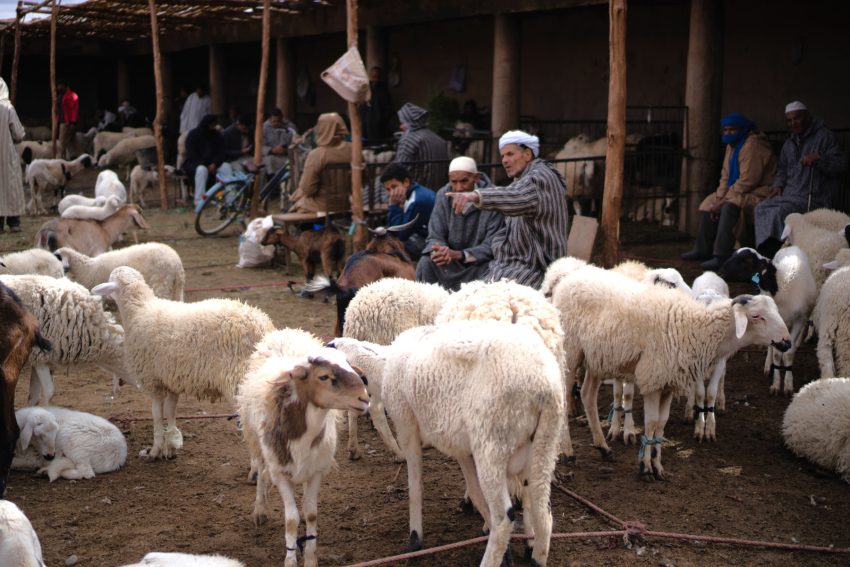 rissiani mercat evoto edited