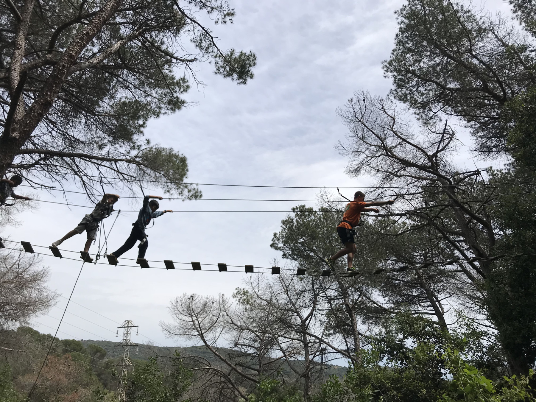 portada bosc vertical 3