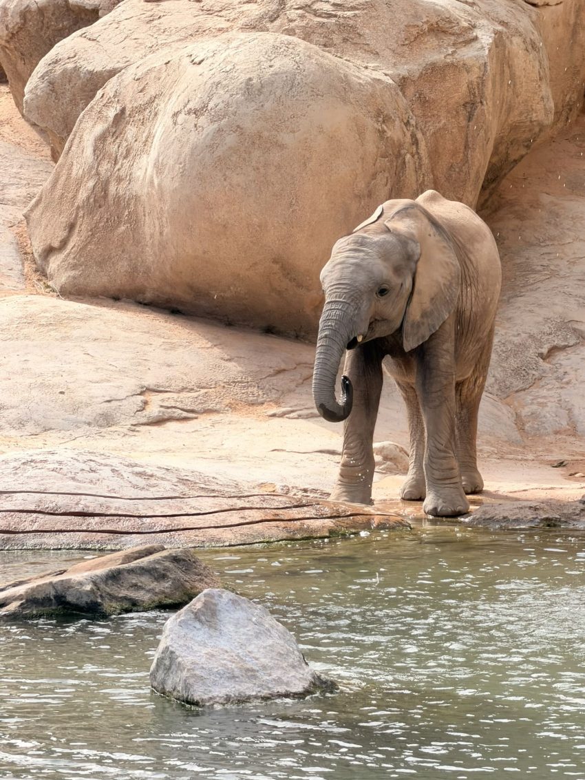bioparc elefants 2
