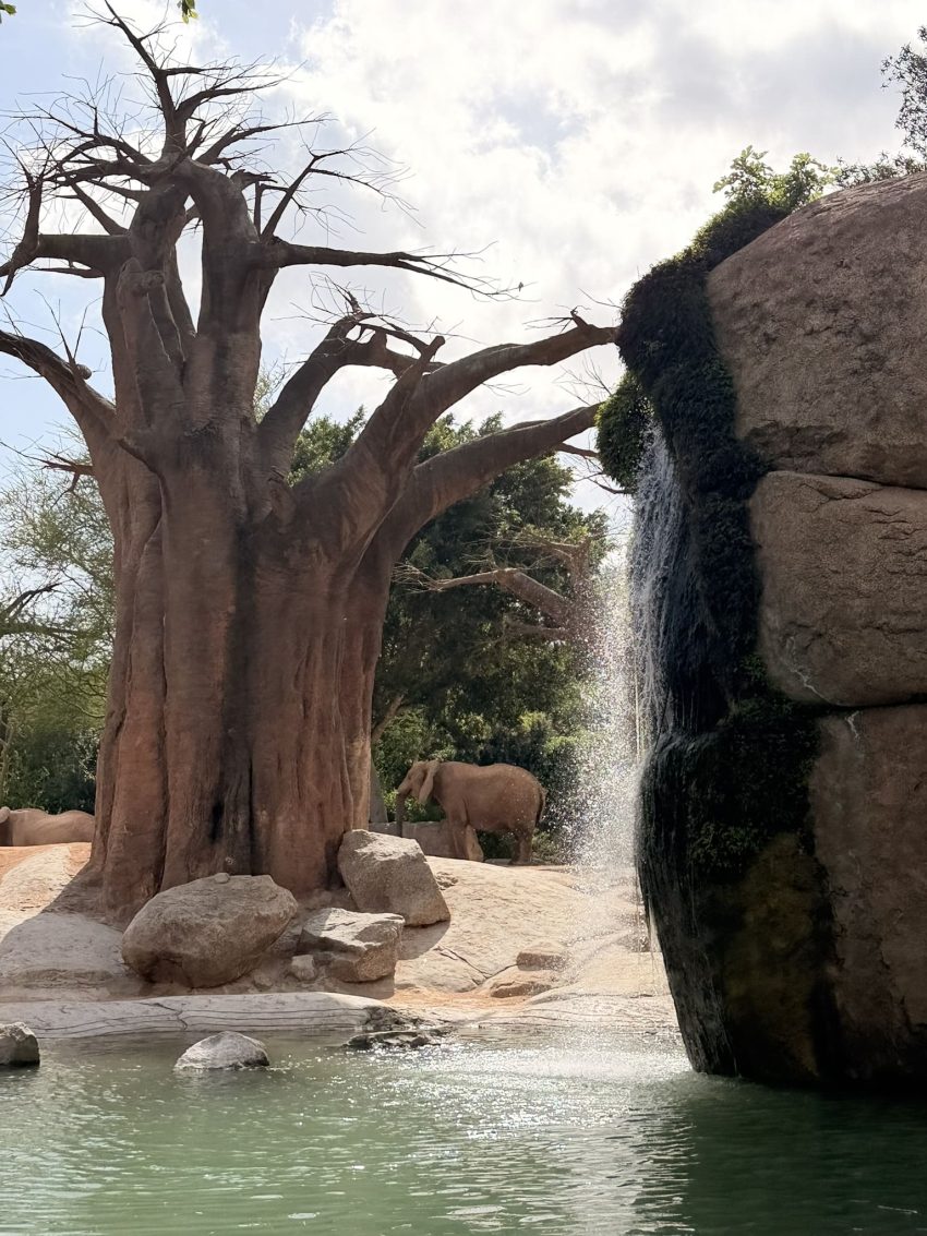 bioparc elefants 3