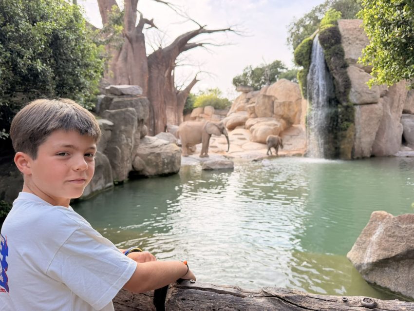 bioparc elefants