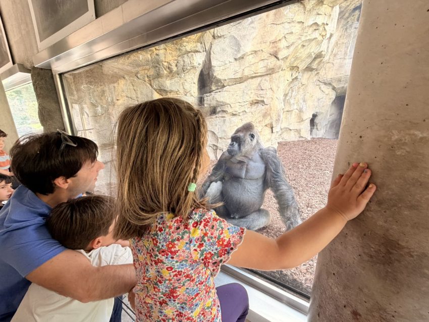 bioparc goril·la 2