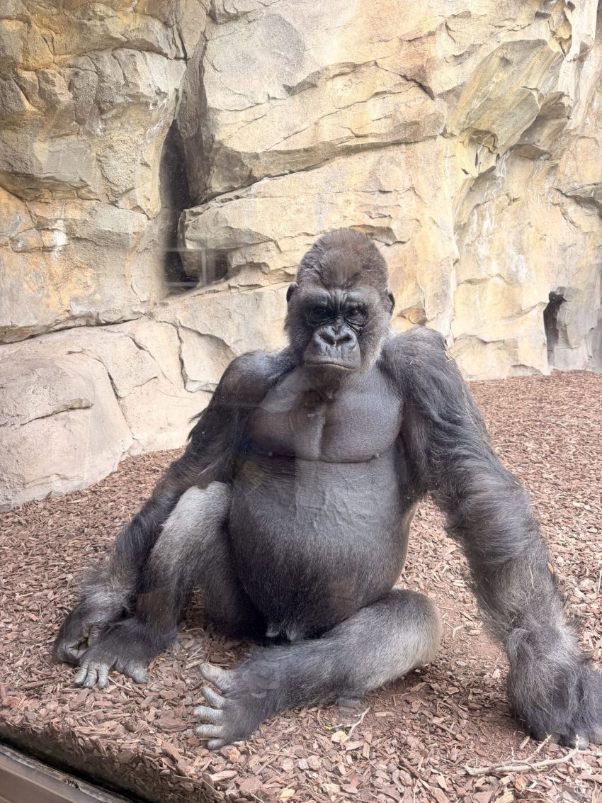 bioparc goril·la