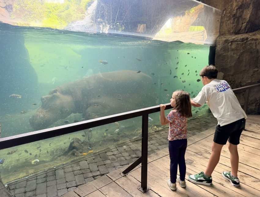 bioparc hipopotam