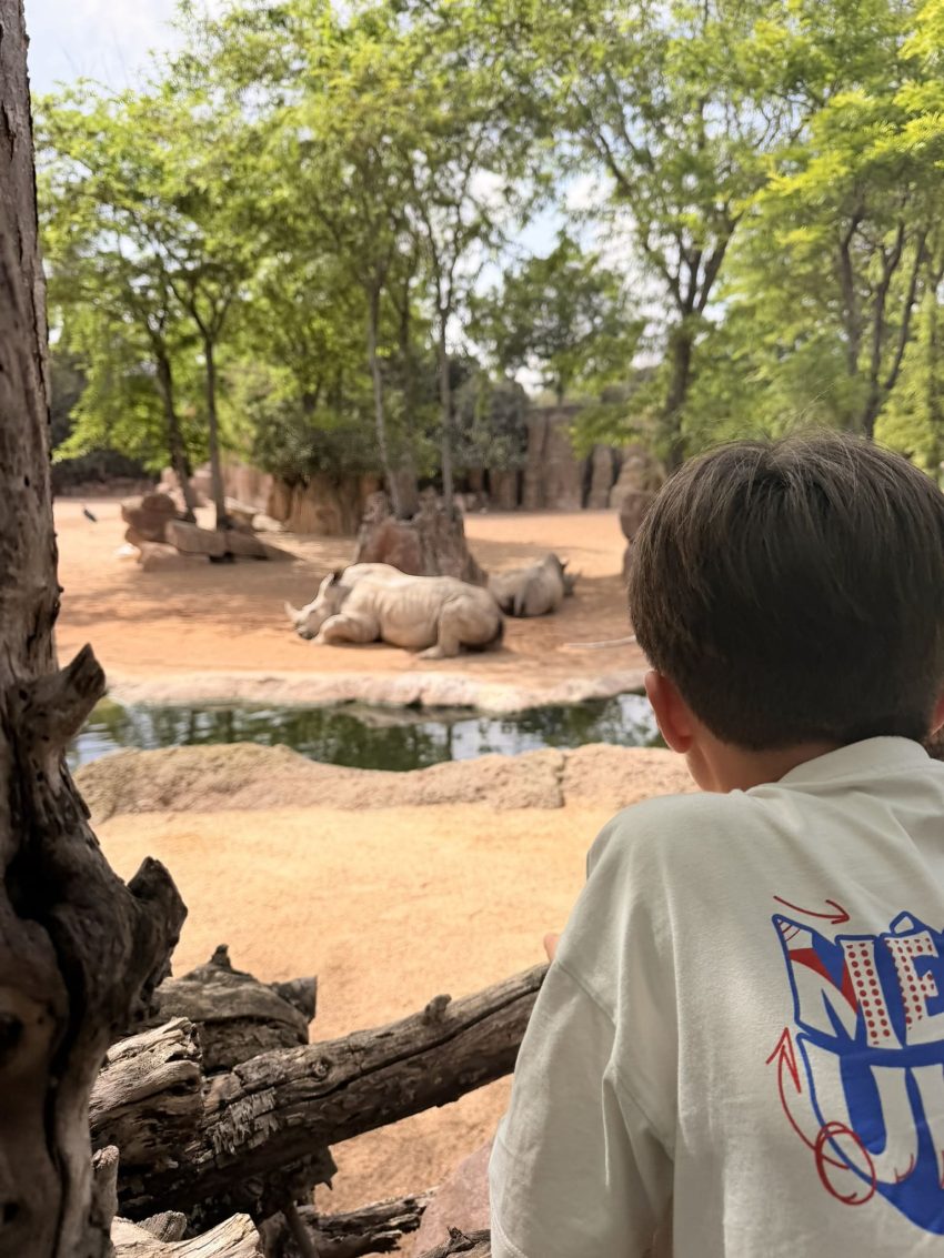 bioparc rinoceronts