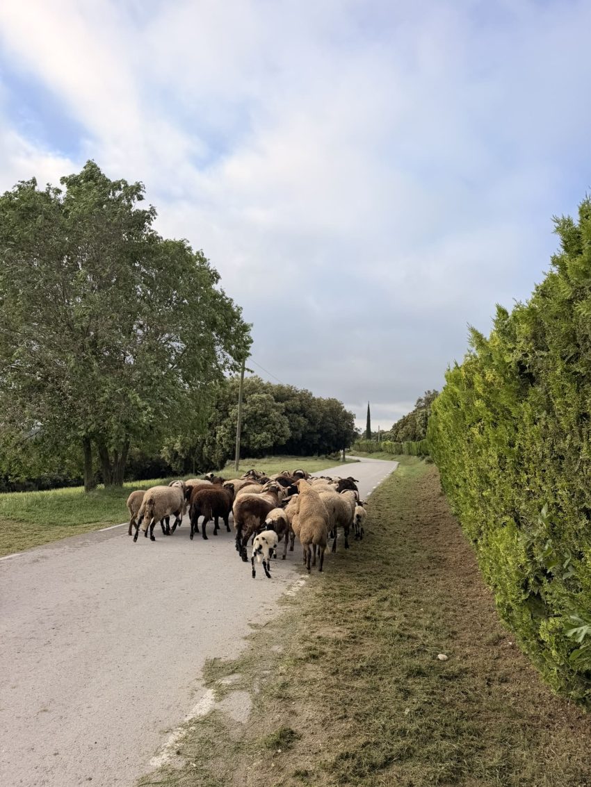 canping hostalet ovelles