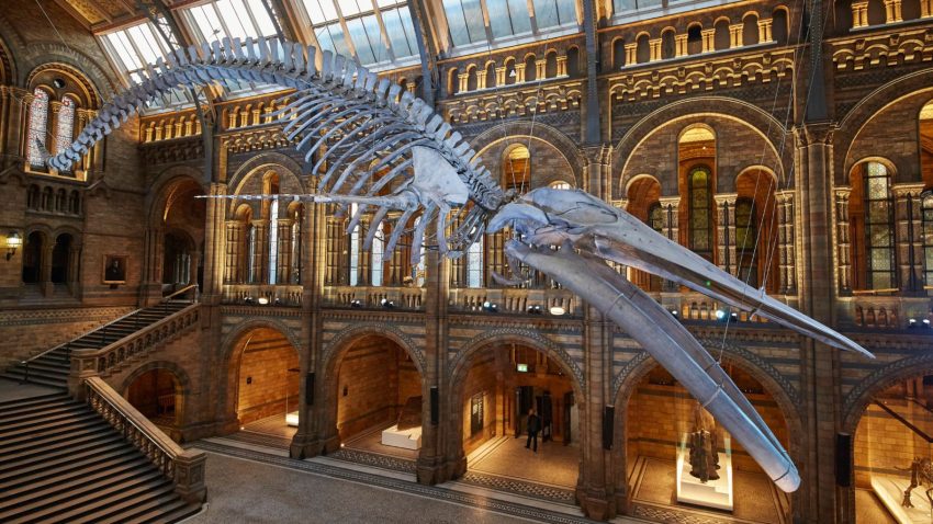 londres natural mueum