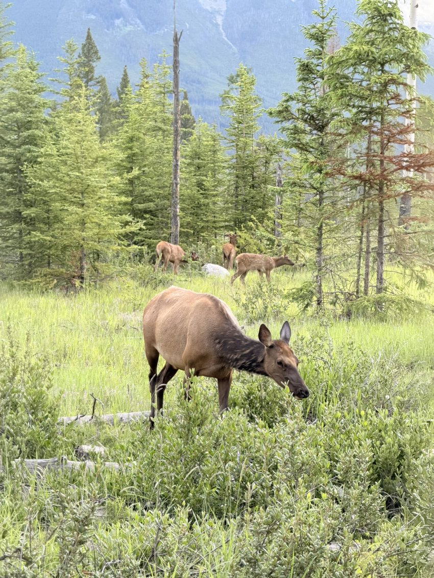 banff elk