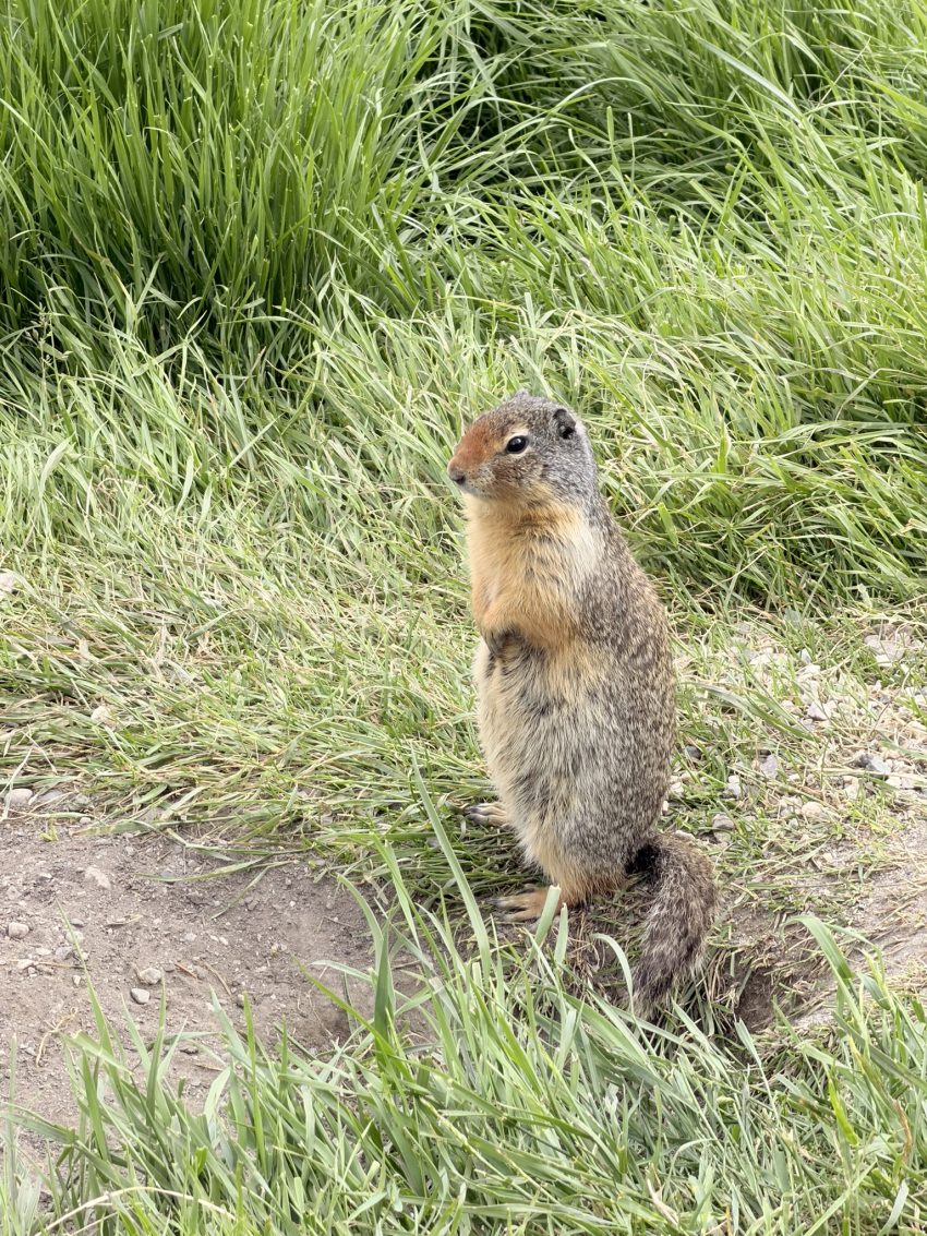 banff marmota