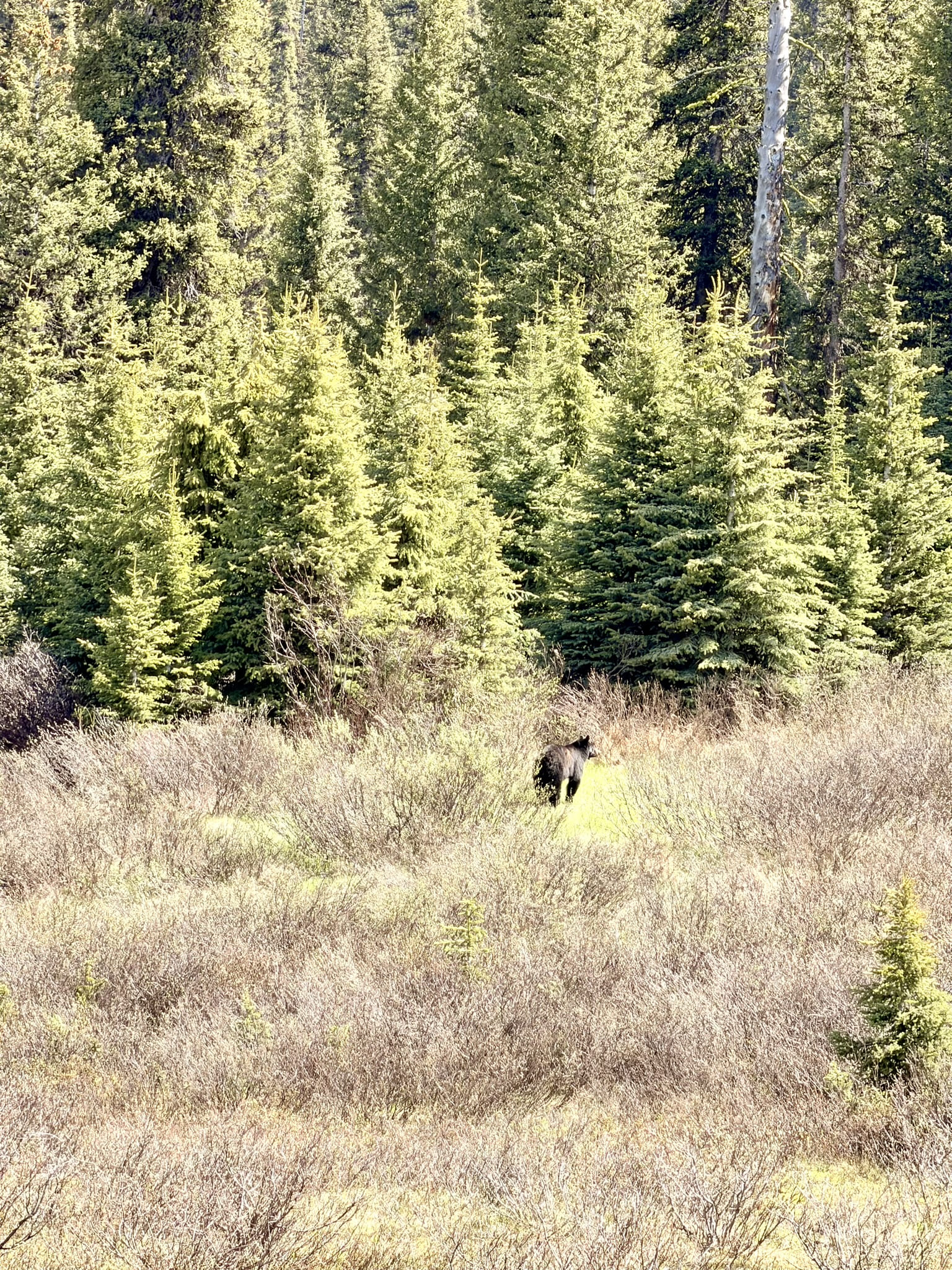 icefields os