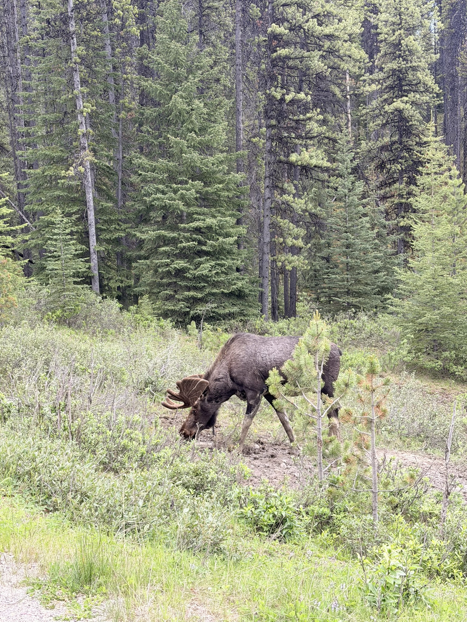 maligne lake moorse