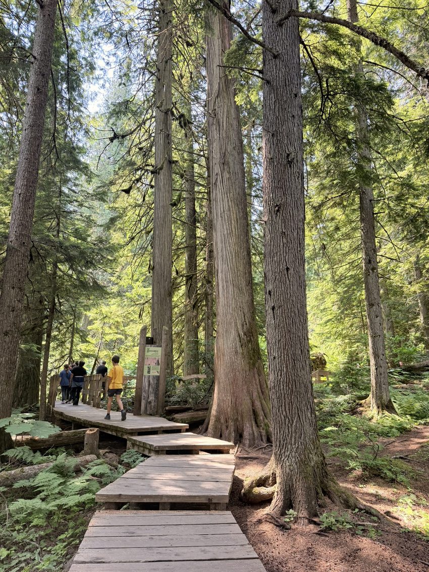 giant cedars boardwalk trail 2