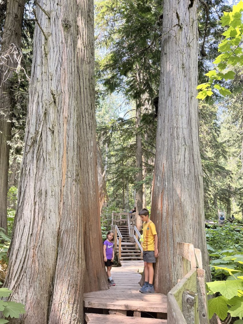 giant cedars boardwalk trail