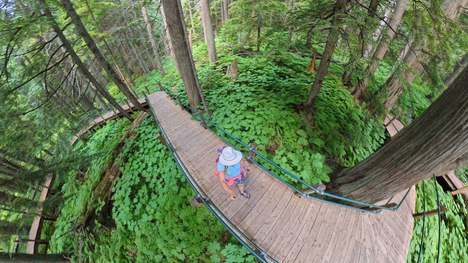 hemlock grove boardwalk