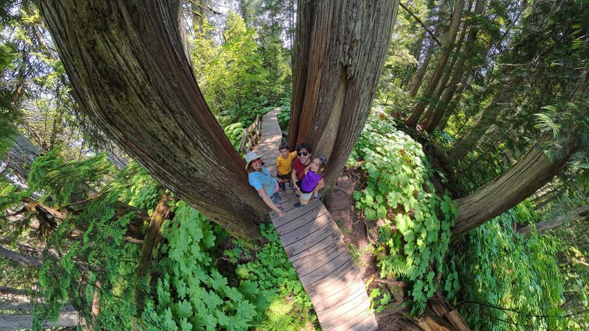 cedars