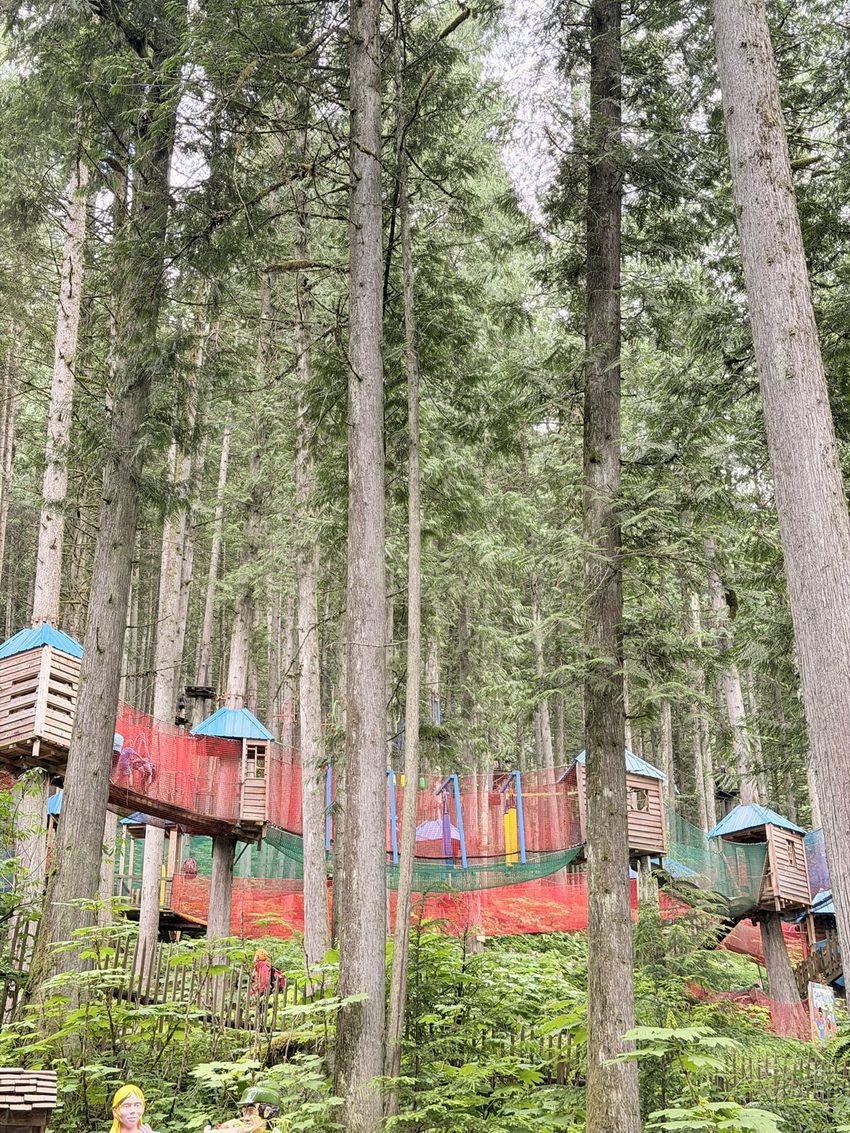 enchanted forest 42242
