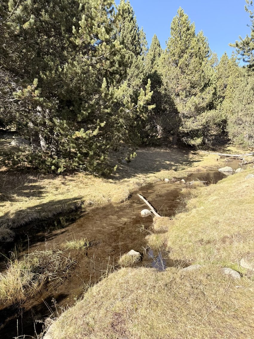 estany de l'orri bosc rierol